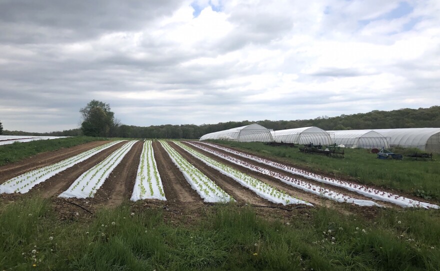 Lettuce sprouts amid rows of plastic covering the ground at One Straw Farm, an organic operation north of Baltimore. Although conventional farmers also use plastic mulch, organic produce farms like One Straw rely on the material even more because they must avoid chemical weed killers, which are banned in organic farming.