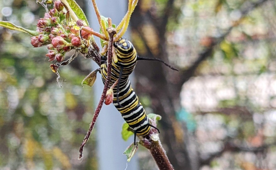 A monarch caterpillar on a milkweed plant at the Butterfly Farms in Encinitas, Jan. 13, 2022.