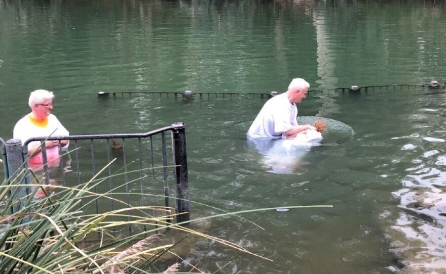Sharon Litton of Shreveport, La., is baptized by immersion in the Jordan River, where Jesus is said to have been baptized. Such baptisms are a staple of evangelical tours of Israel.