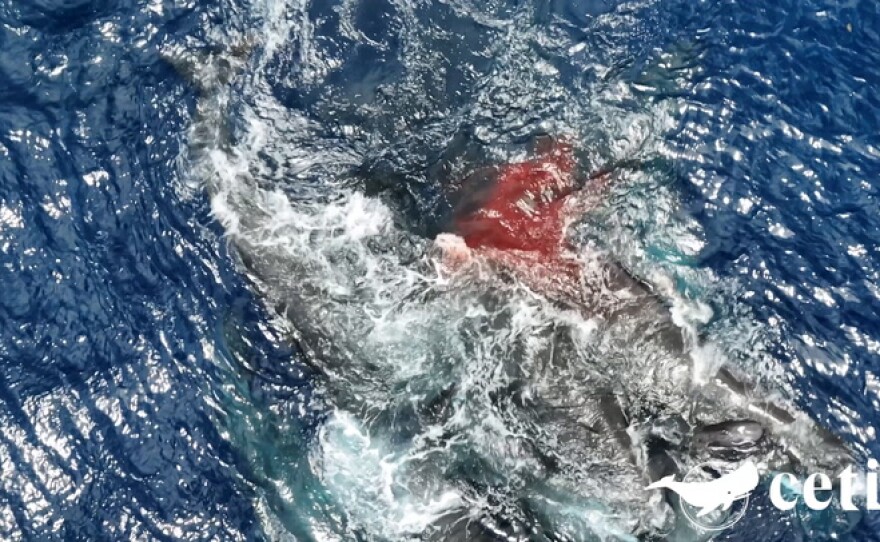 A gush of blood seeps into the water as Rounder, a sperm whale, starts to give birth.