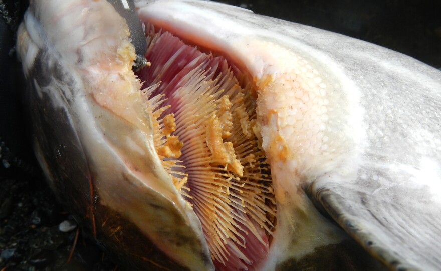 Gill rot in a dead fish taken from the Klamath River in California on July 23, 2014.