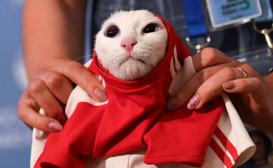 A participant dresses Achilles the cat in Russian colors on Wednesday after predicting a win for Russia against Saudi Arabia in Thursday's opening match.