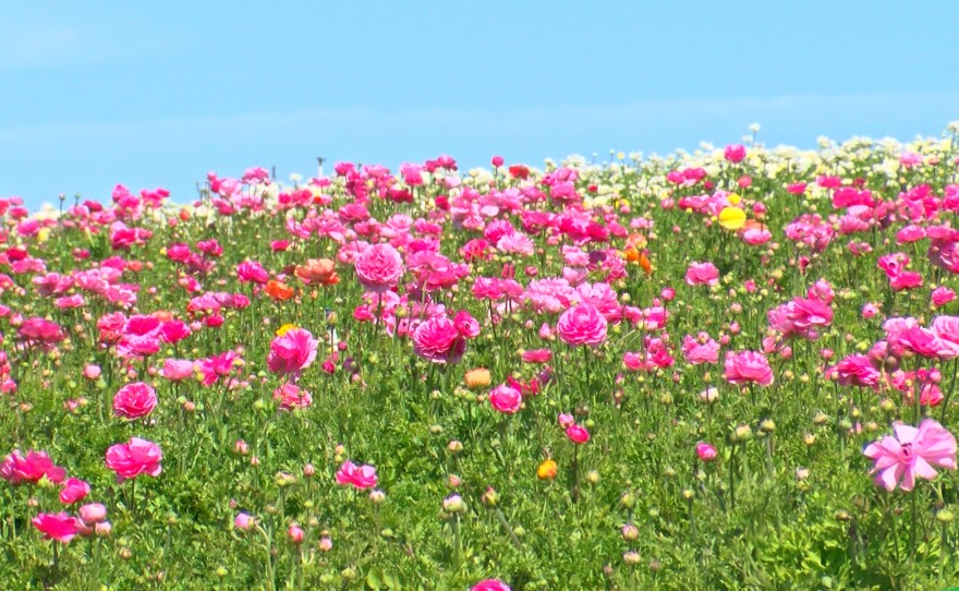 Carlsbad Flower Fields drive business into the city | KPBS ...
