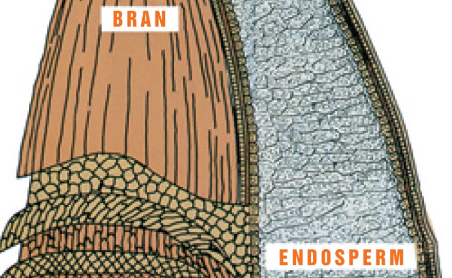 Each kernel of wheat contains three distinct parts that are separated during the milling process to produce flour. The germ is the embryo or sprouting section that is often separated from flour. The endosperm is the source for white flour. Bran is included in whole wheat flour.