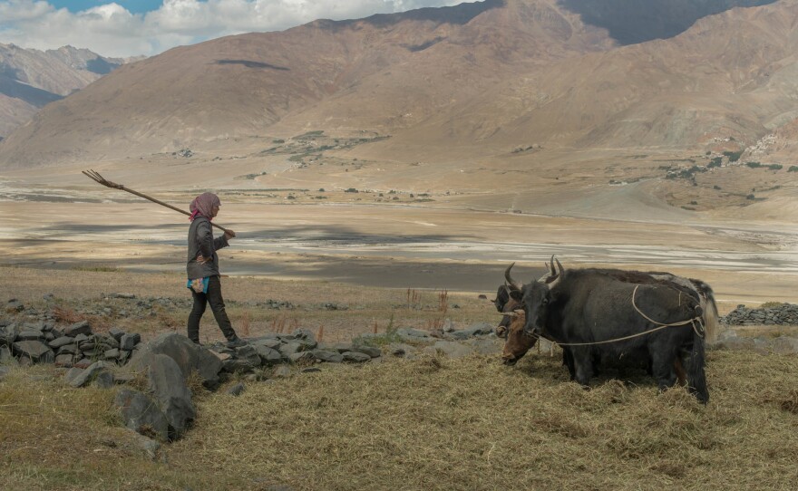 <strong>Zanskar, India:</strong> Lobzang Tsamo threshes barley at her family farm in her village in Zanskar, India. Due to water scarcity caused by receding Himalayan glaciers, villagers cannot support a large livestock herd to sustain farming activities. Farmers in the region are abandoning centuries-old sustainable farming practices, adopting fuel-intensive mechanized methods.