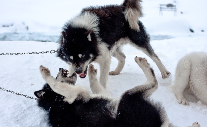 Sled dogs roughhouse in the snow in the east coast town of Tiniteqilaaq.