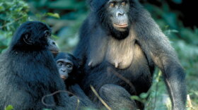 Three bonobos sitting together. Unlike chimps, known for their violent behavior, bonobos are far more peaceful, even matriarchal.