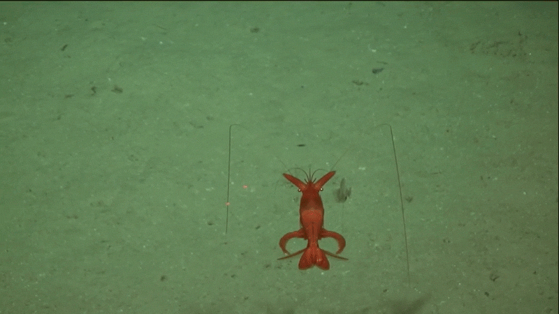 Little of the deep sea environment has been explored by humans. Research expeditions regularly discover marine life that's unknown to science.