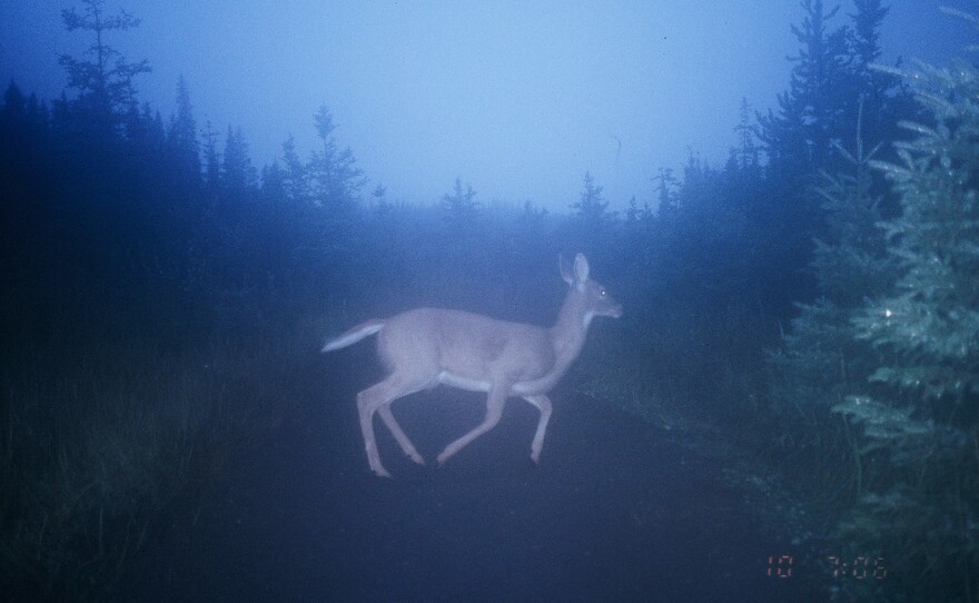 Wildlife crossings and associated infrastructure like roadside fences have been shown to reduce animal-vehicle collisions <a href="https://www.fs.usda.gov/treesearch/pubs/62531" data-key="664">by 97 percent.</a> They can help prevent the 30,000 roadside injuries and 200 deaths that happen every year when drivers hit wildlife.