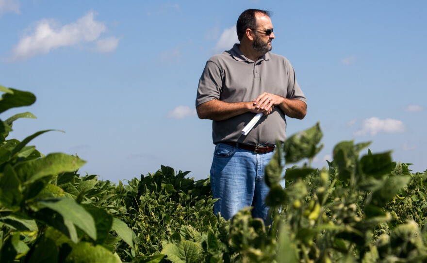Bob Scott, an expert on weeds with the University of Arkansas, in a research plot where soybeans were exposed to dicamba vapor.