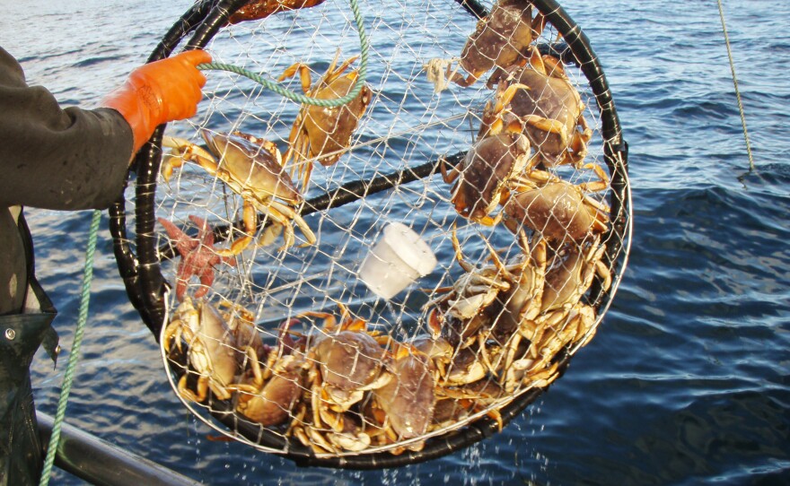 An algae bloom has closed crab season in California. The bloom, created by an organism called Pseudo-nitzschia,produces a neurotoxin that can build up in marine life. It causes vomiting, diarrhea, and cramping in humans and even death in severe cases.