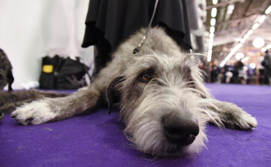 An Irish Wolfhound chills in the grooming area.