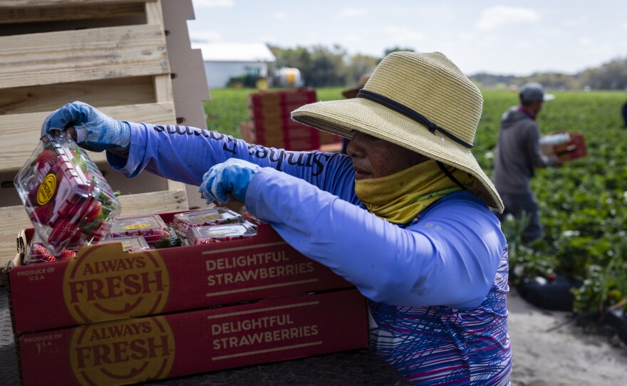 Carolina reviews the strawberry pints picked by farmworkers in a Sanchez Farm field in Plant City, Fla. on Feb. 28.
