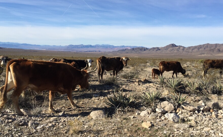 Cattle have been grazing in the vast Gold Butte area since an armed standoff between the government and self-styled militia in 2014.