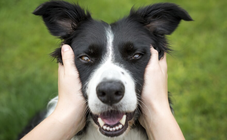 If you get to look at dogs and hug them every day, you just might live longer than people who don't have to clean animal hair off their clothes, according to a pair of studies out this month.