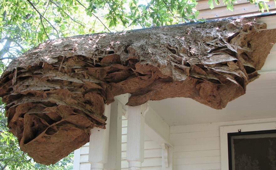 Perennial nest located in Chilton Country, Alabama in July 2006.