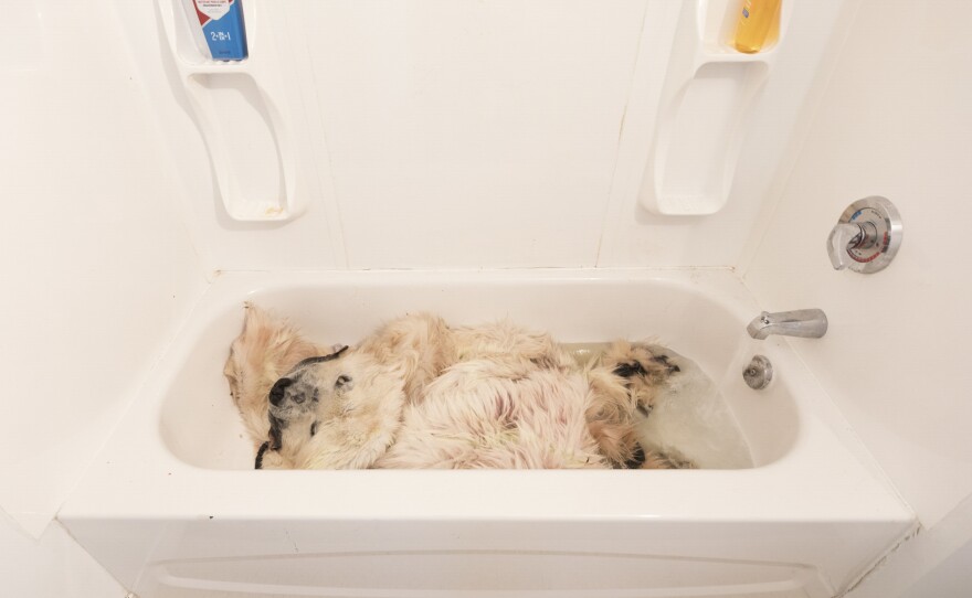 A freshly washed polar bear skin is cleaned in the family bathtub. Using a lottery system, only a limited number of polar bear-hunting tags are distributed each year. The family eventually sold the skin on the Internet, but the $4,439 profit "still wasn't enough to pay off a new sofa set and other household items, including food," a family member says.