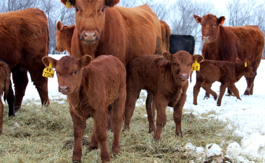 An extended drought and significant snow cover have forced Sours to buy expensive hay for his cattle.