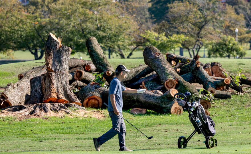 A golfer walks near log sections cut from trees at the East Potomac Golf Links, in Washington, Tuesday, Oct. 13, 2026.