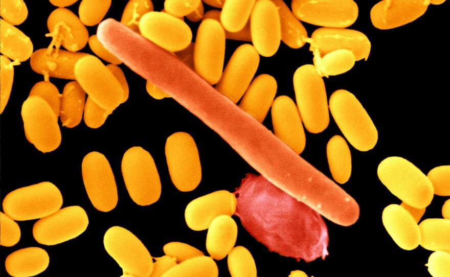 Infections with<em> Clostridium difficile, </em>a bacterium that is hard to treat with antibiotics, can trigger Medicare penalties for hospitals.