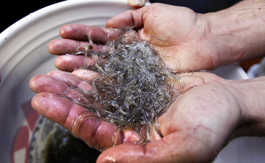 A man holds elvers, young glass eels, in Portland, Maine, in 2012.