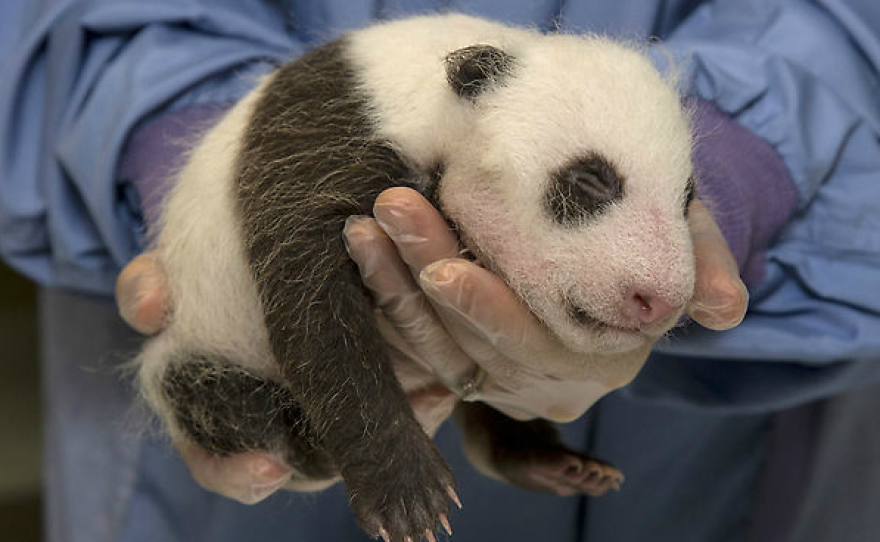 The newborn giant panda, who was born July 29, 2012.