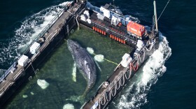 On April 29, 2026, the humpback whale recovered from a shallow bay off Wismar was being transported towards the North Sea in a flooded cargo ship just before the Danish border in Fehmarn, Germany.