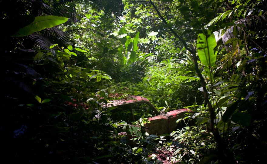 A Corvair stuck in the Darién Gap, its chassis can still be seen rusting in the jungle enveloped by trees and vines.