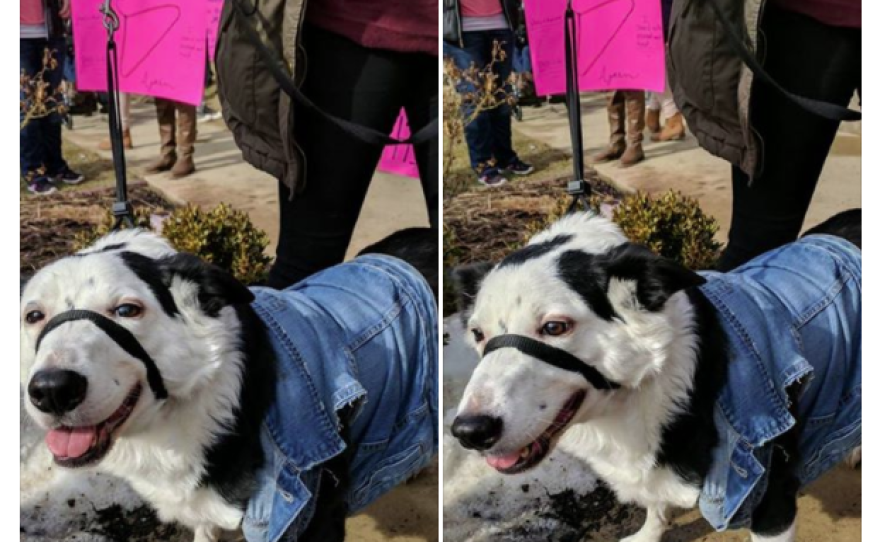 Dogspotting keeps its users from getting political. In this post, the black and white dog shown is said to be at a Planned Parenthood rally, but not stating any political allegiance.