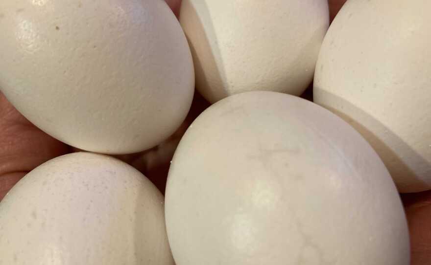 A clutch of eggs taken on April 20, 2022