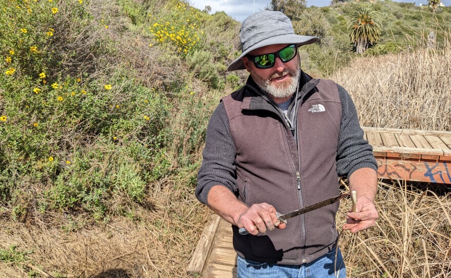 Salk Institute for Biological Studies researcher Todd Michael examines an edible part of a cattail stem on Feb 23, 2022.