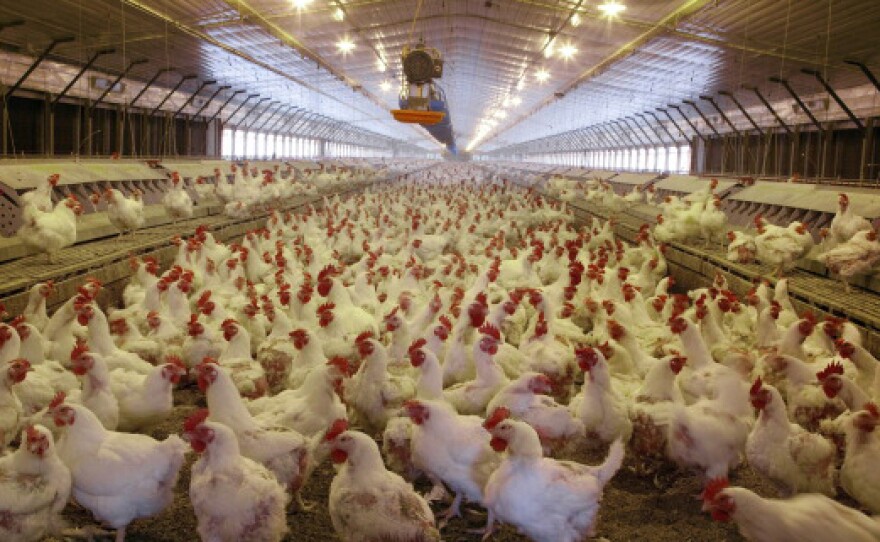 Chickens in a mechanized hatchery in Monroe County, Ala.