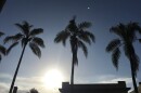 The sun shining through palm trees in San Diego in this undated photo. 