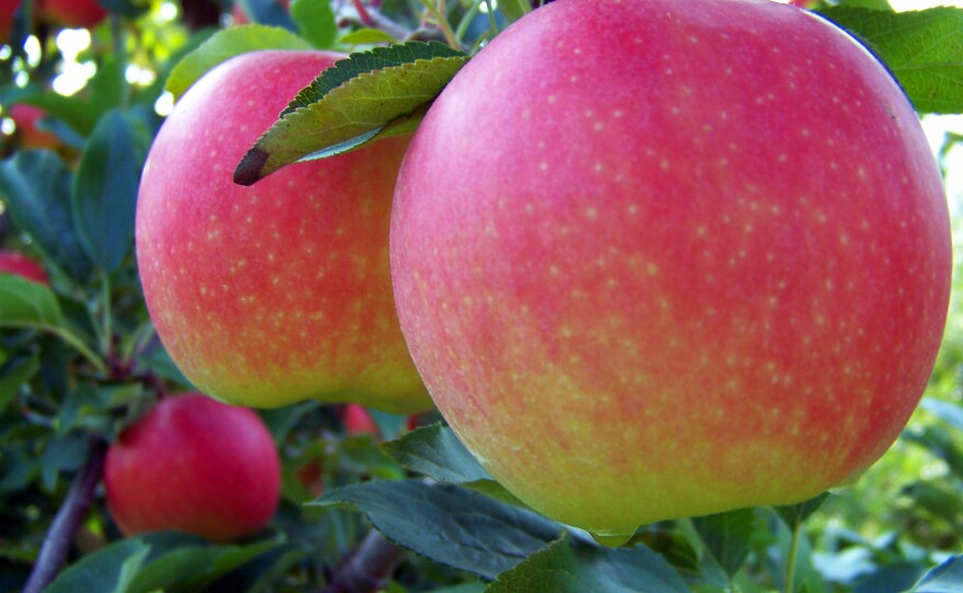 Ripe Gala apples are ready for picking at an orchard in South Haven, Mich.