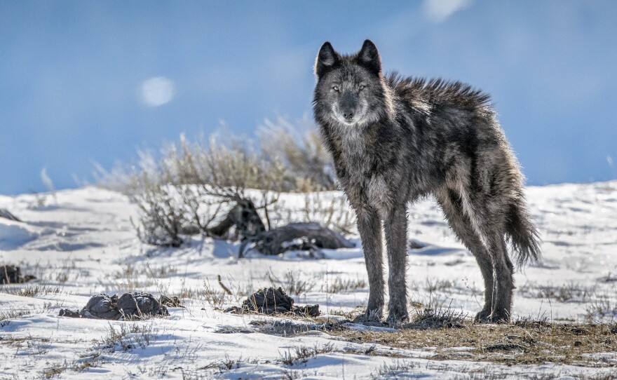 A lone member of the Phantom Springs wolf pack stands tall in Grand Teton National Park.