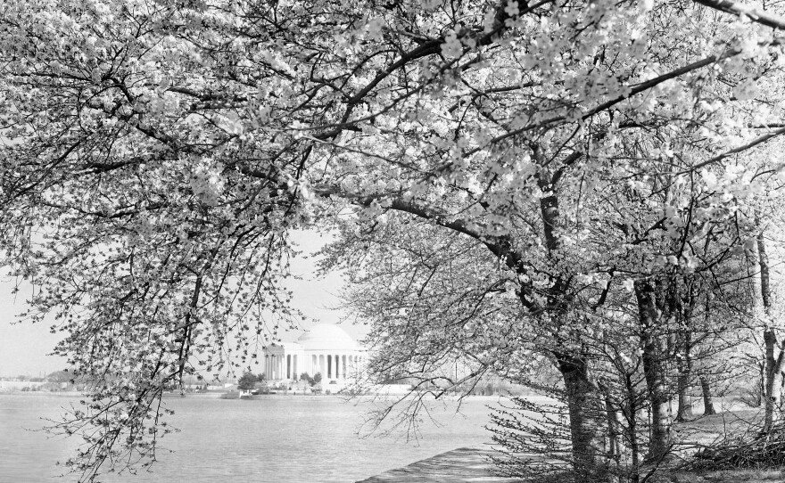 Cherry blossoms at the Tidal Basin in Washington on March 31, 1943.