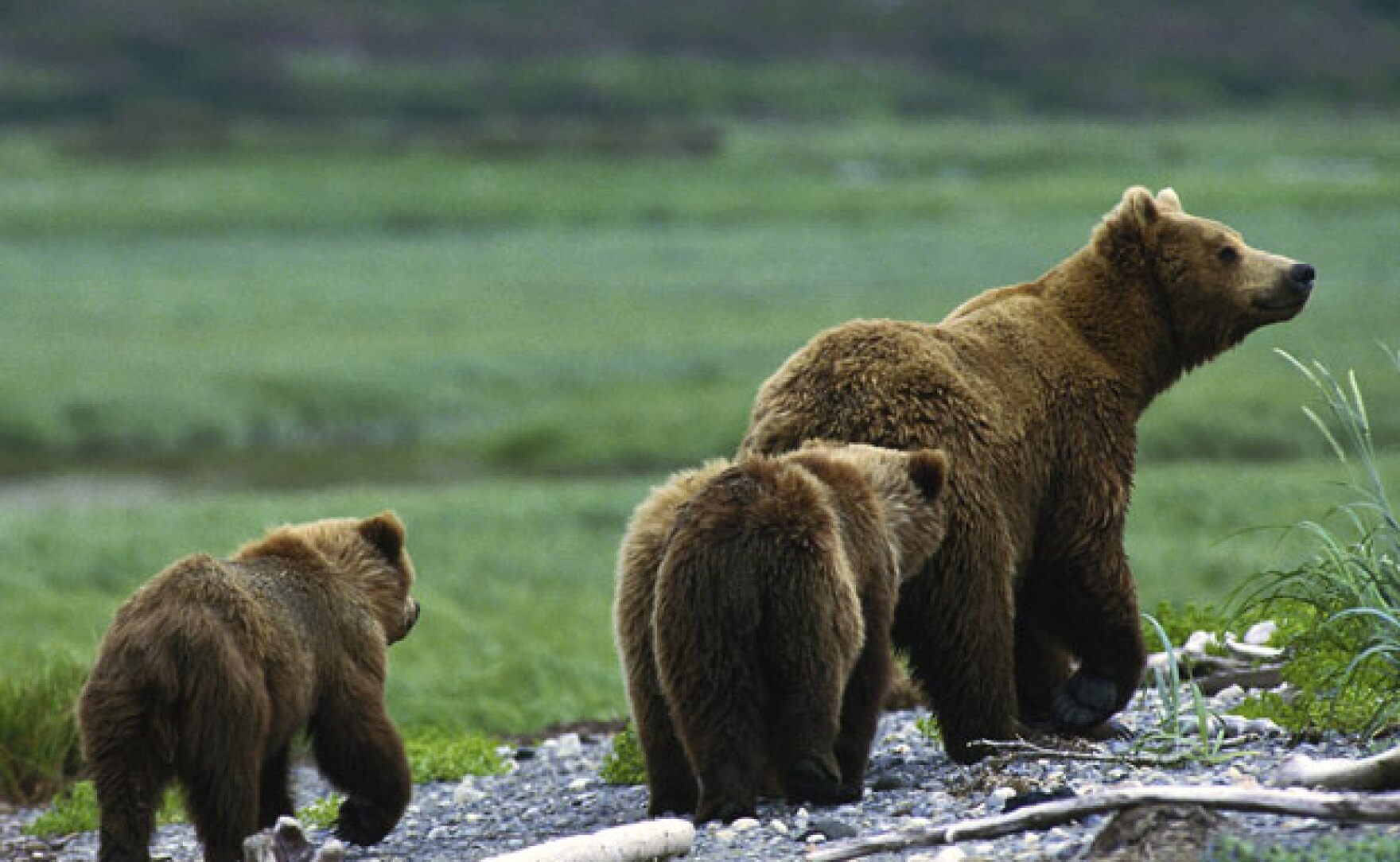 Bear Island KPBS Public Media