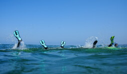 Shark Snorkels