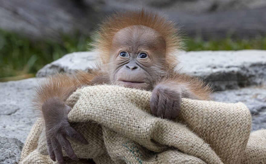 A 2-week-old male orangutan infant, Kaja, in his habitat at the San Diego Zoo, Jan. 18, 2022.