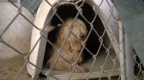 One of the 111 doodle breed dogs rescued from a backyard breeder in Rosarito, Mexico sits in a kennel in Spring Valley, Calif. Jan. 12, 2023.