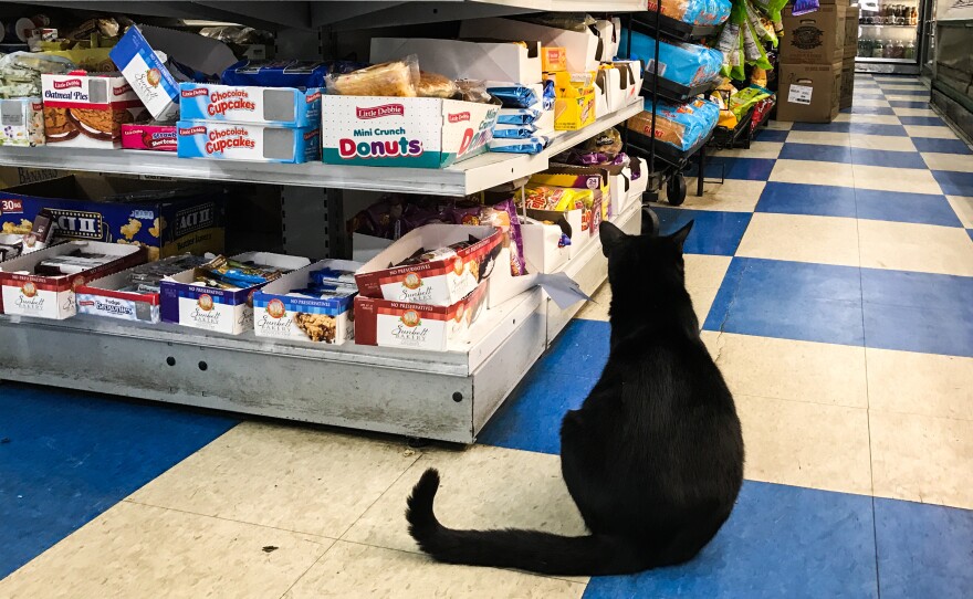 A black cat sits at the end of a food aisle inside A & M Supermarket.