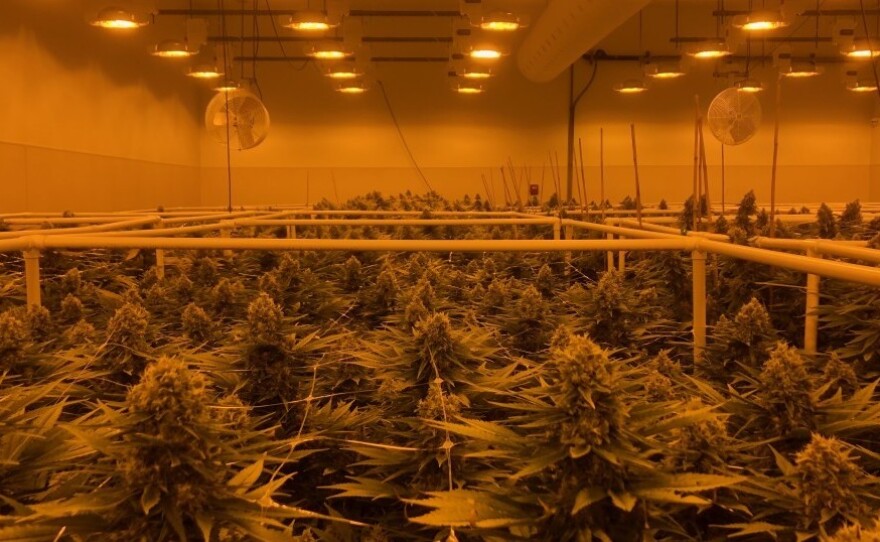 Sira Naturals marijuana growing facility in Milford, Mass.