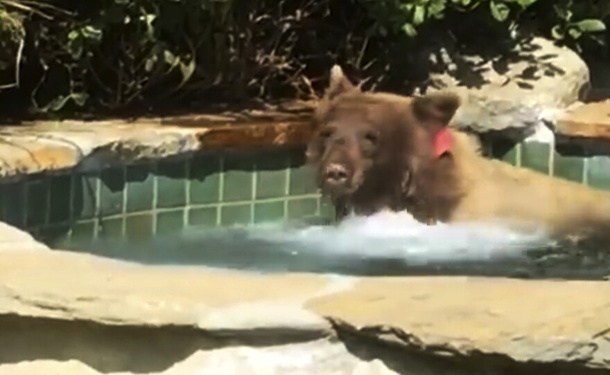 A bear entered a backyard in Altadena, Calif., and spent some time in the hot tub.