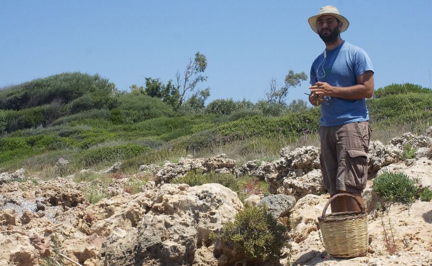 Food entrepreneur Sotiris Lymperopoulos spends many mornings foraging for wild greens such as kritamos, sea asparagus and wild garlic, which he sells to fine restaurants and gourmet shops in Athens.