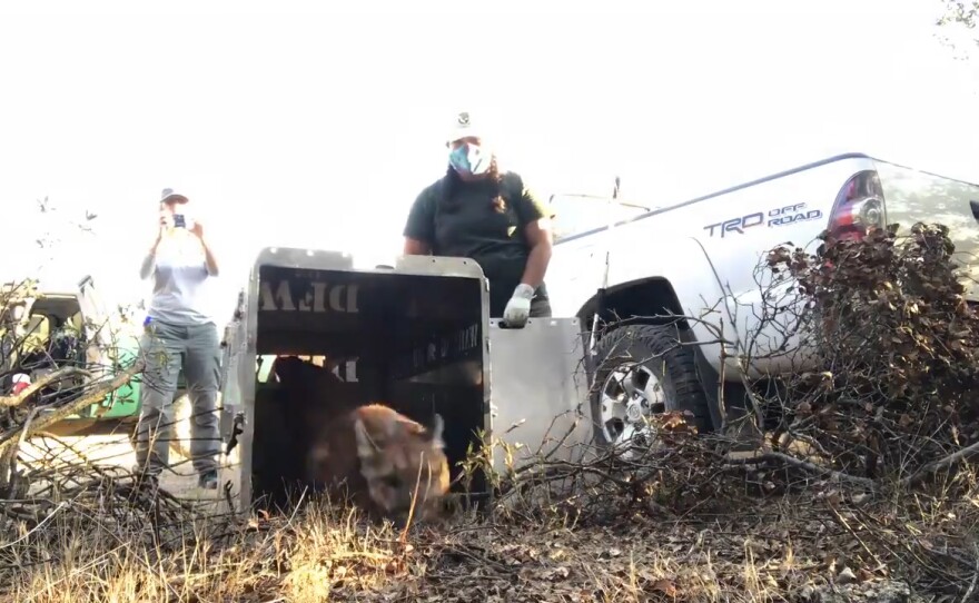 A juvenile mountain lion is being released in the Santa Ana Mountains in Orange County, July 29, 2021.