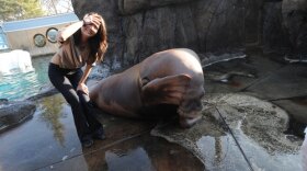 Studies of walrus and sea lion vocal and intellectual abilities are shedding light on the evolutionary roots of human language. Pictured: New correspondent Ziya Tong and Siku, a female walrus.