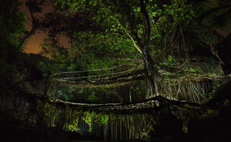 A single Ficus elastica tree forms the backbone of a double-decker bridge near the village of Nongriat in the Indian state of Meghalaya.