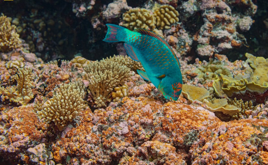 A parrotfish scrapes off and eats turf algae from coral skeletons at Millennium (Caroline) Atoll. This promotes the growth of pink, rock-hard crustose coralline algae — the best surface for coral larvae to settle on and rebuild the reef.