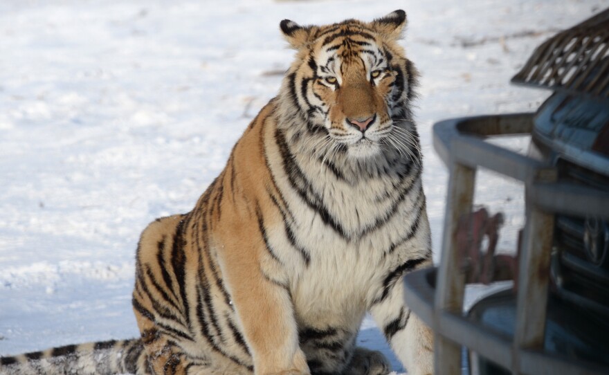 In this 2014 photo, two Siberian tigers rest beside a gamekeeper's vehicle at the Harbin Siberian Tiger Park in China's Heilongjiang province.