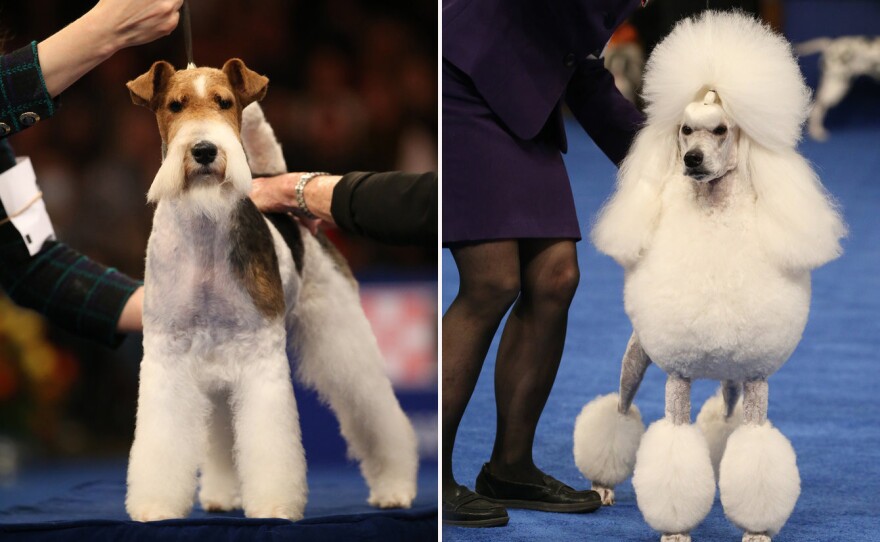 Wire Fox Terrier, left, and Standard Poodle, right.